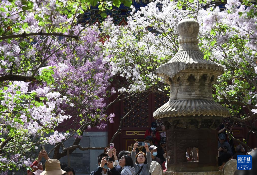 法源寺丁香花