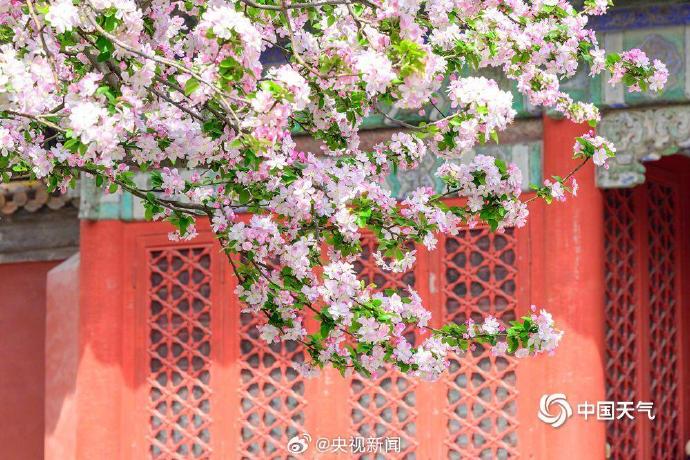 故宫文华殿海棠花