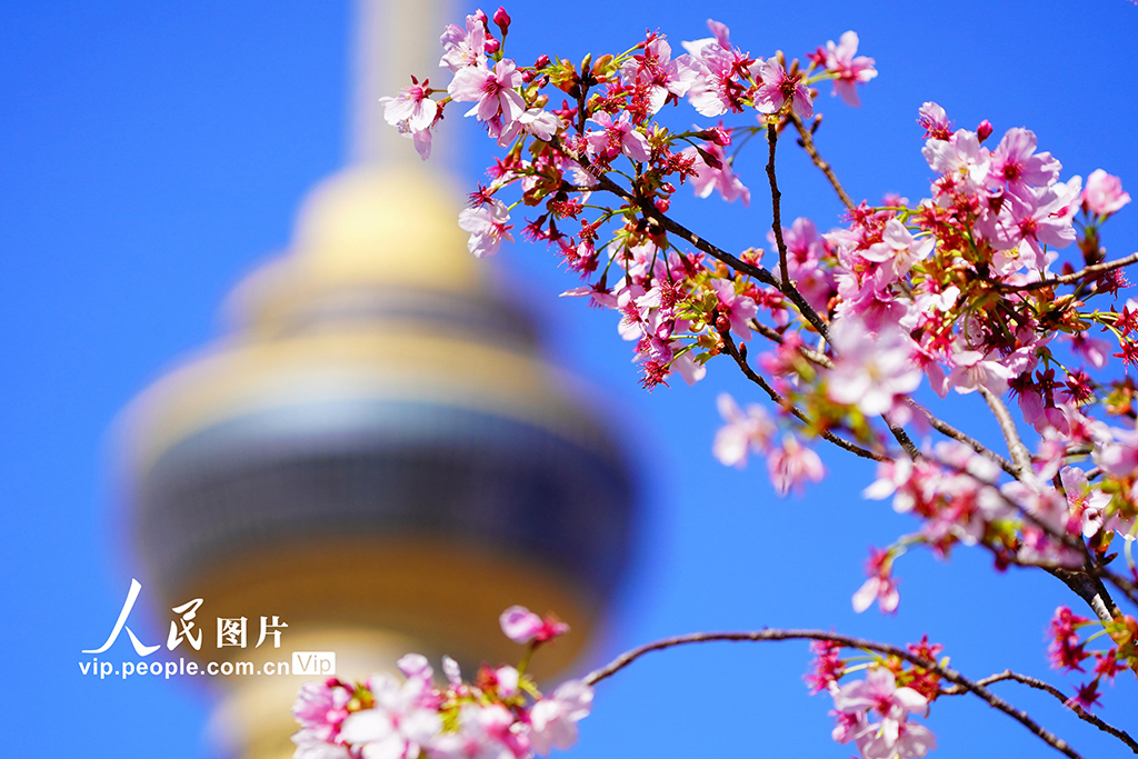 玉渊潭公园樱花